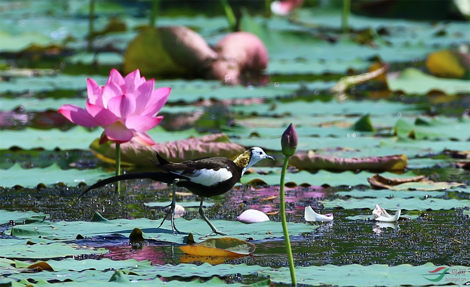 2020.7.29�㣬�ѷ� (11).jpg