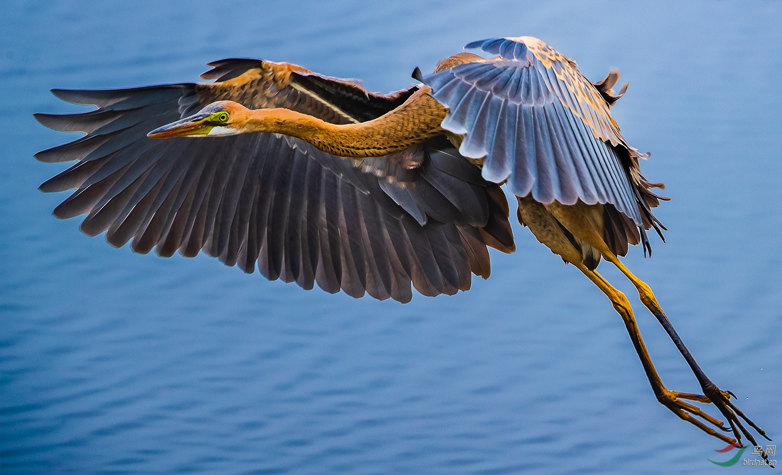 1DX_6493-1.jpg
