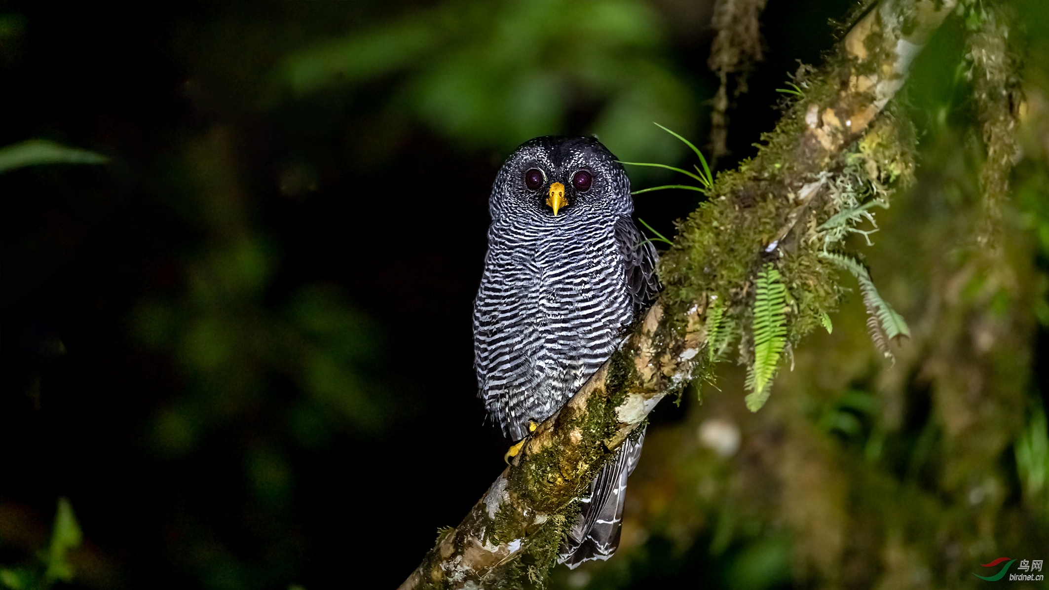 南美洲黑斑林鸮(恭贺老师荣获vip综合精华)