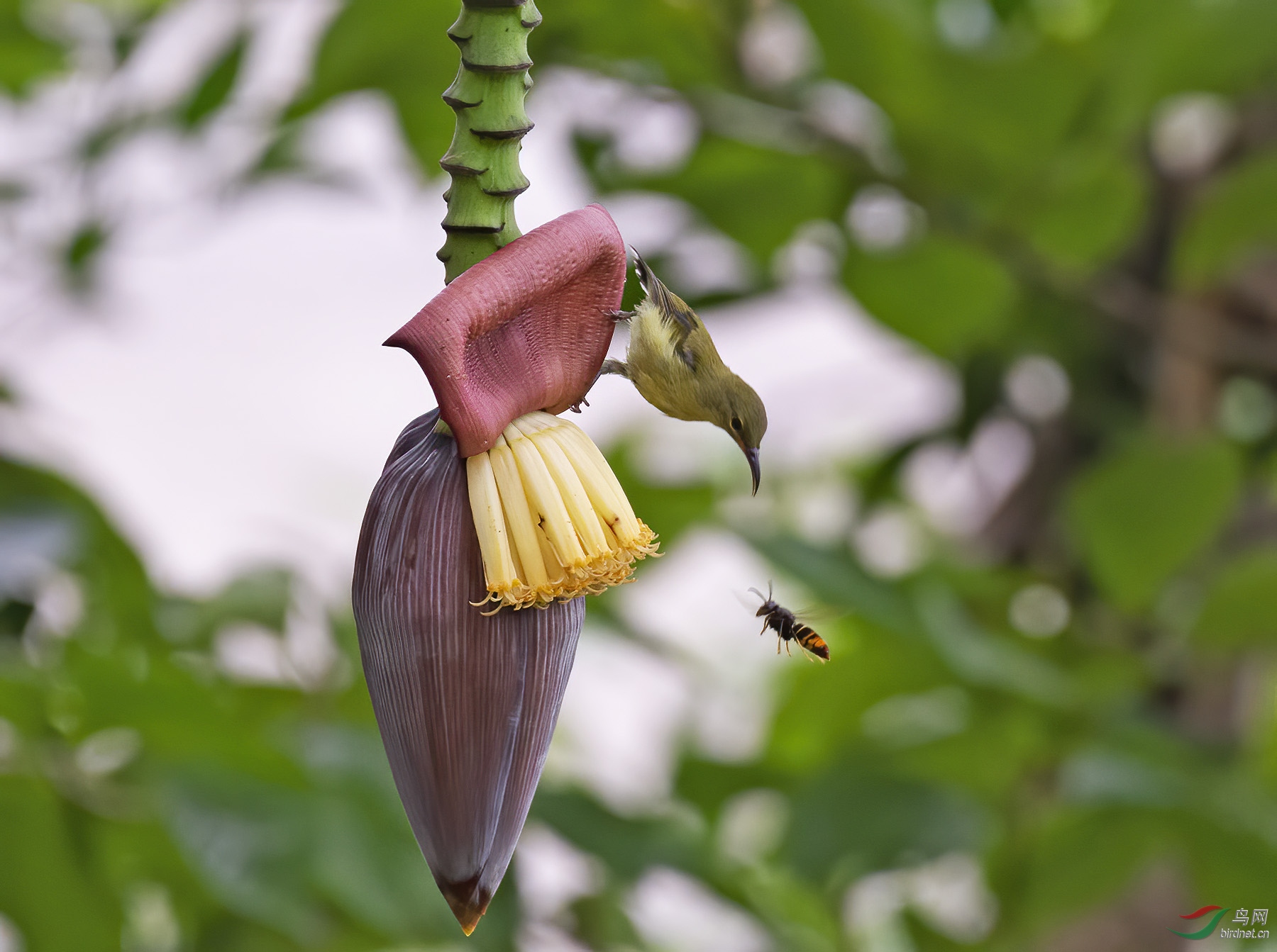 ̫����������