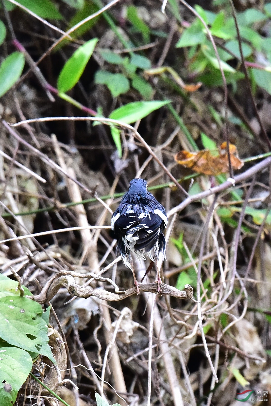 DSC_1156.JPG
