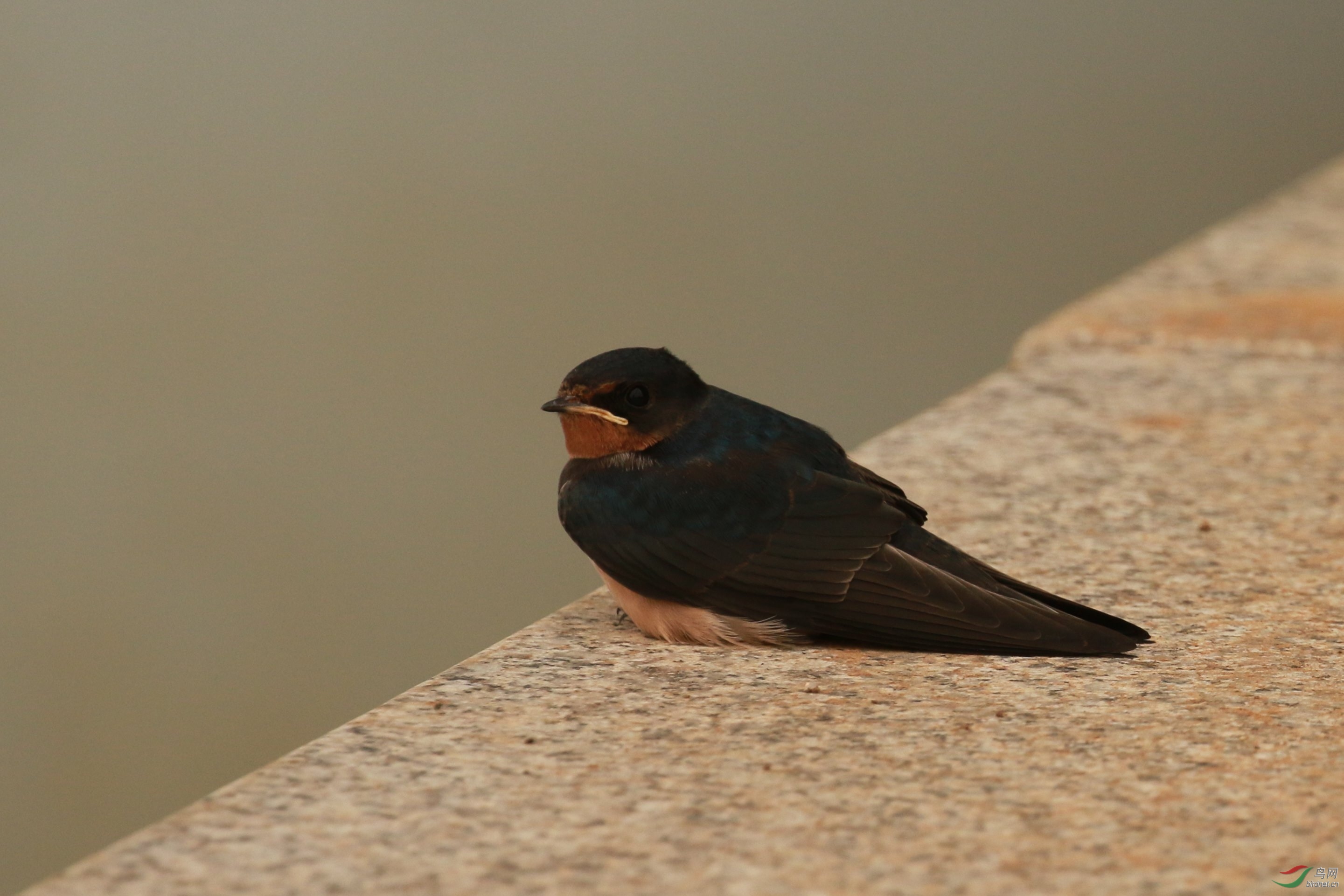 河流入海口附近的燕子,请教老师这种燕子叫什么?