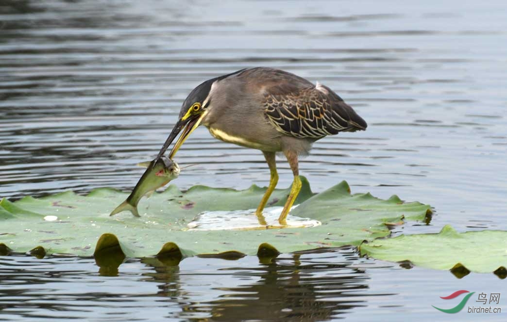 DSC_7397 ���ز��� ���ߣ���ҫ ����.jpg