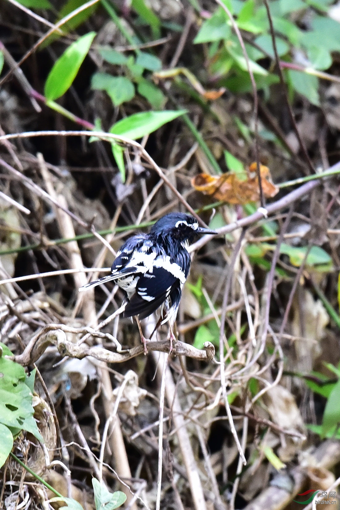 DSC_1162.JPG