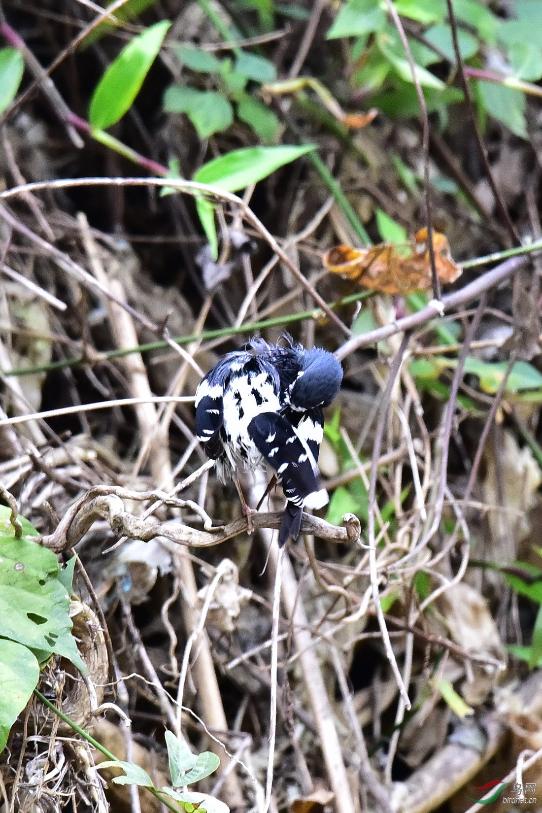 DSC_1163.JPG