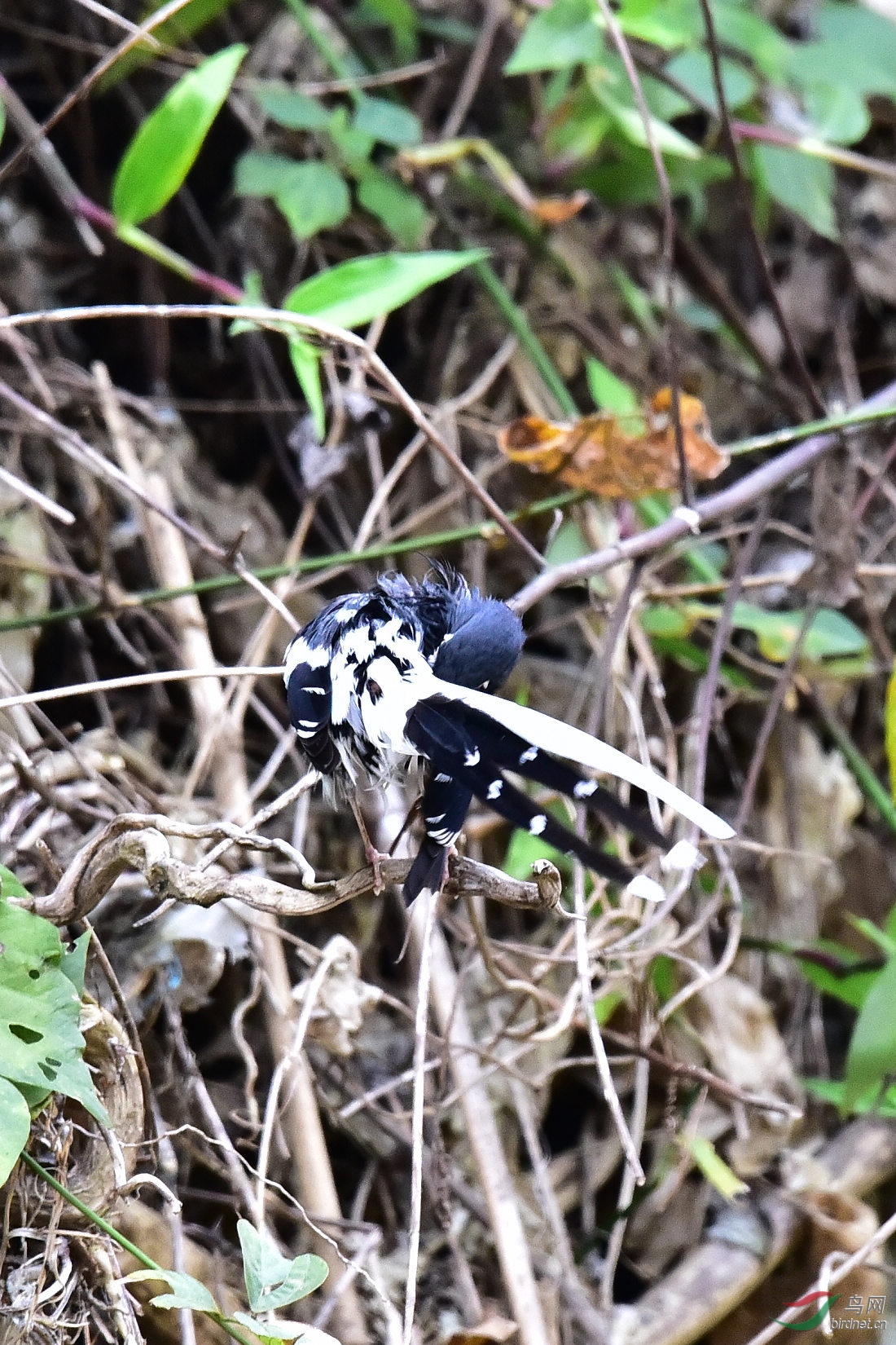 DSC_1164.JPG