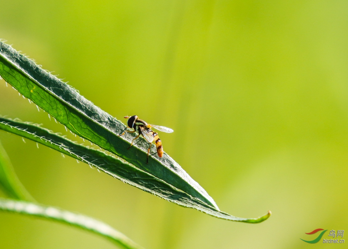 草丛中小蜂蝇