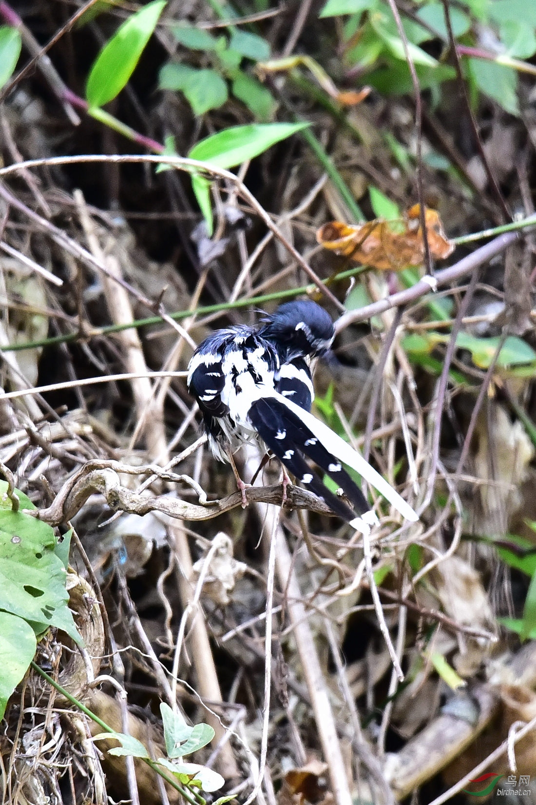 DSC_1165.JPG