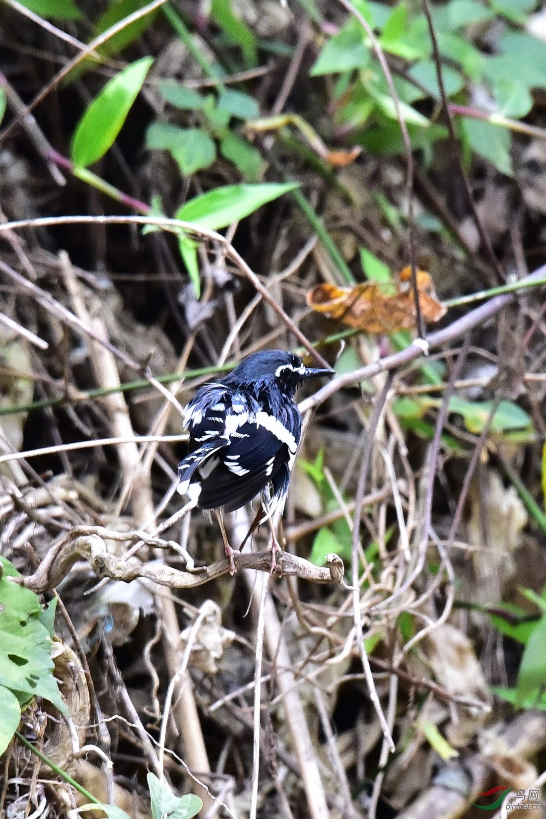DSC_1166.JPG