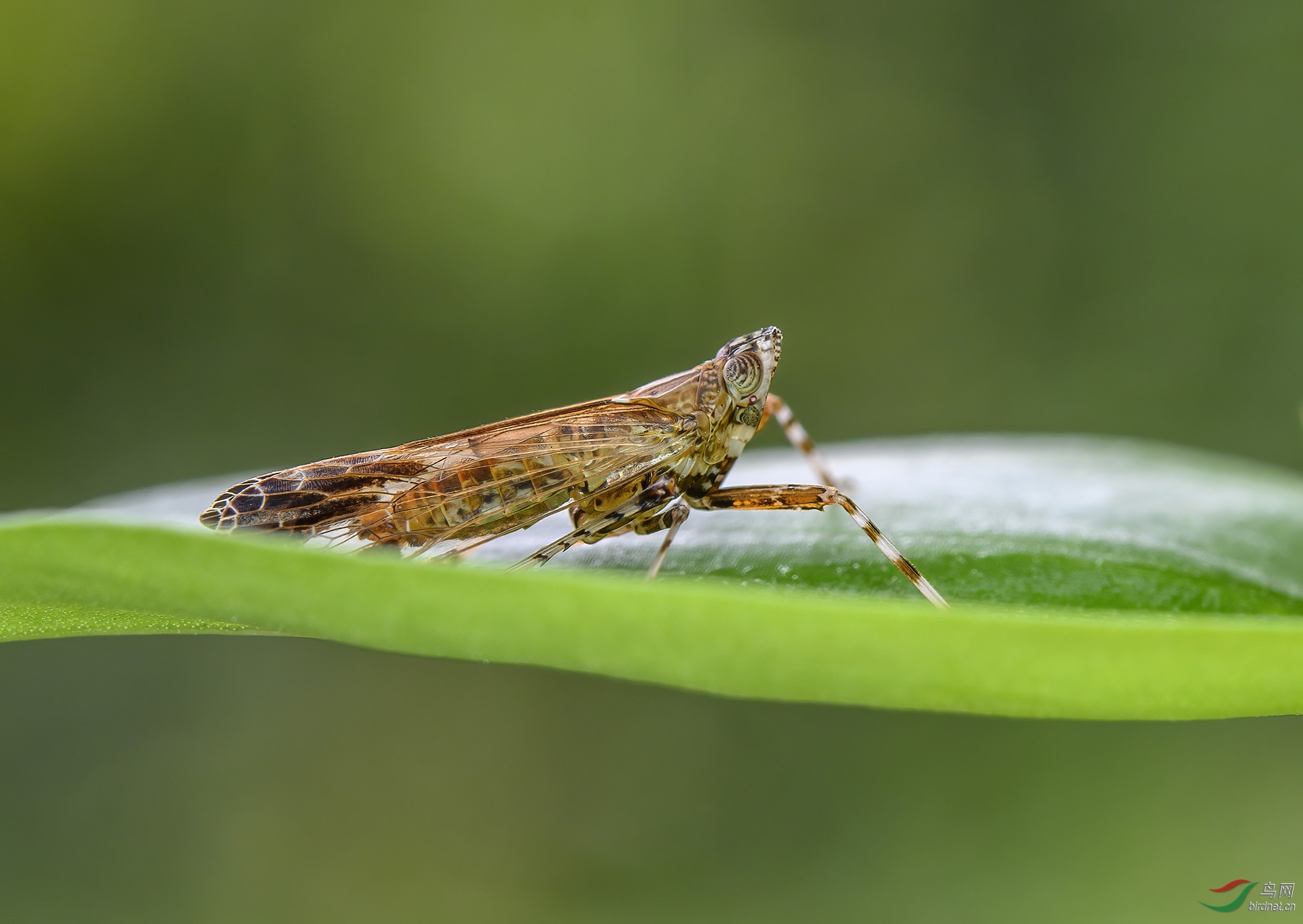 DSC_0725-denoise.jpg