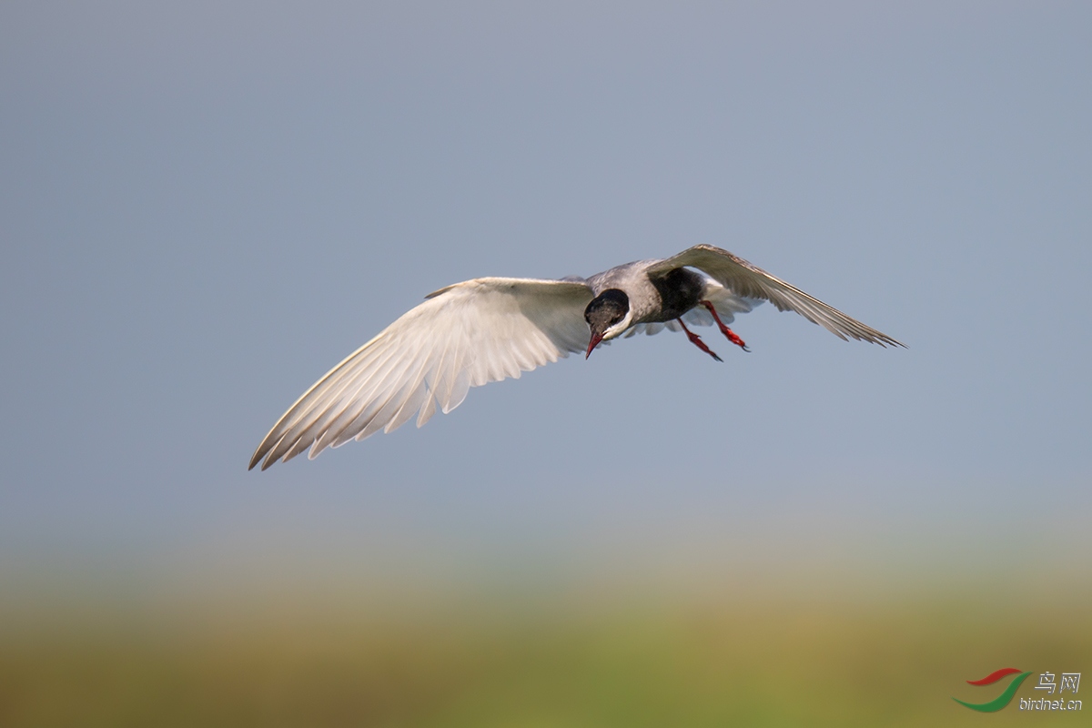 DSC_p1040.jpg
