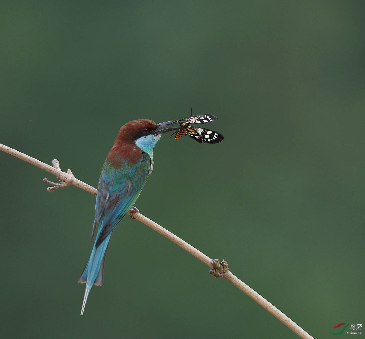 D8I_3464.jpg