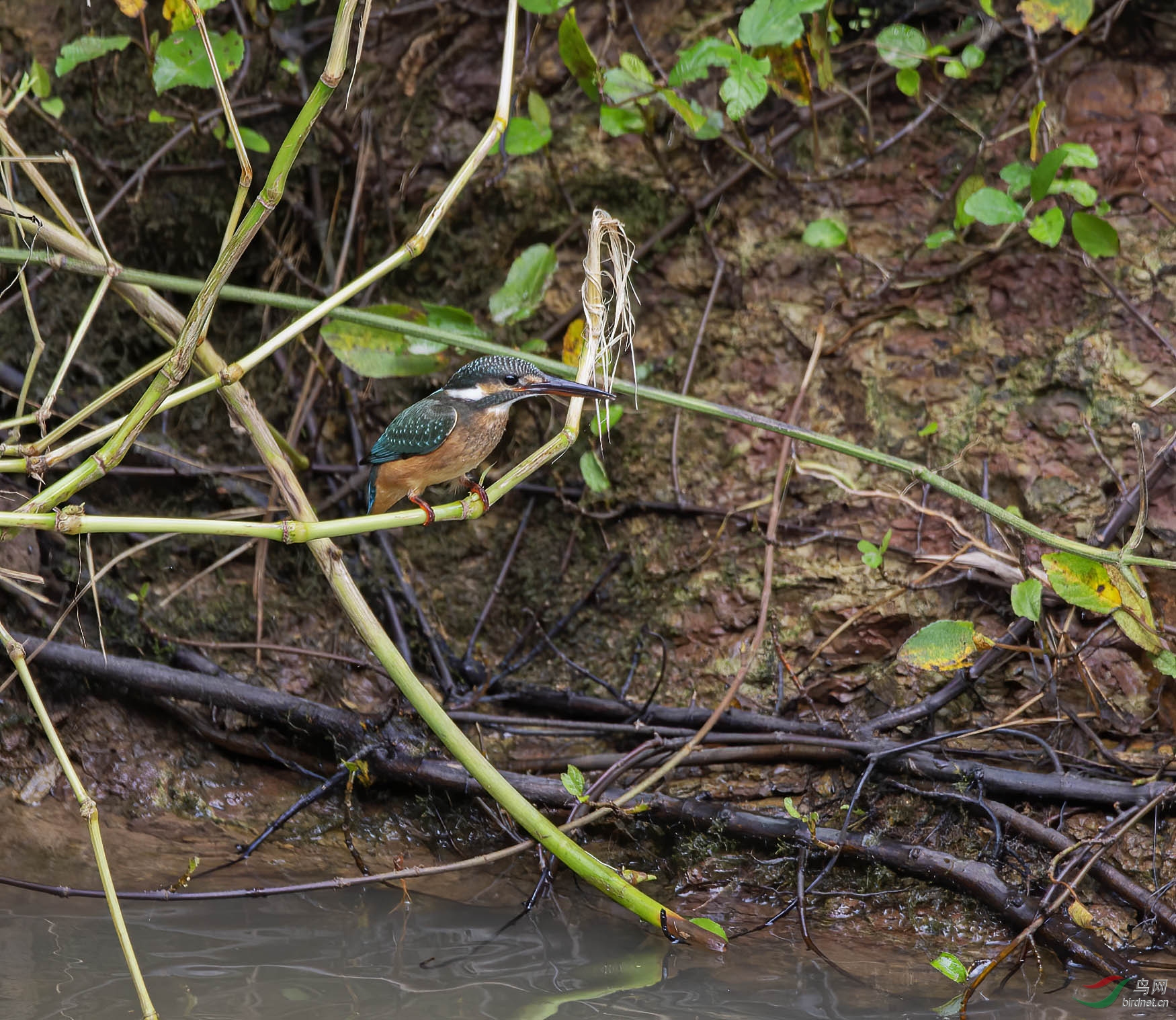 DSC_3962.jpg
