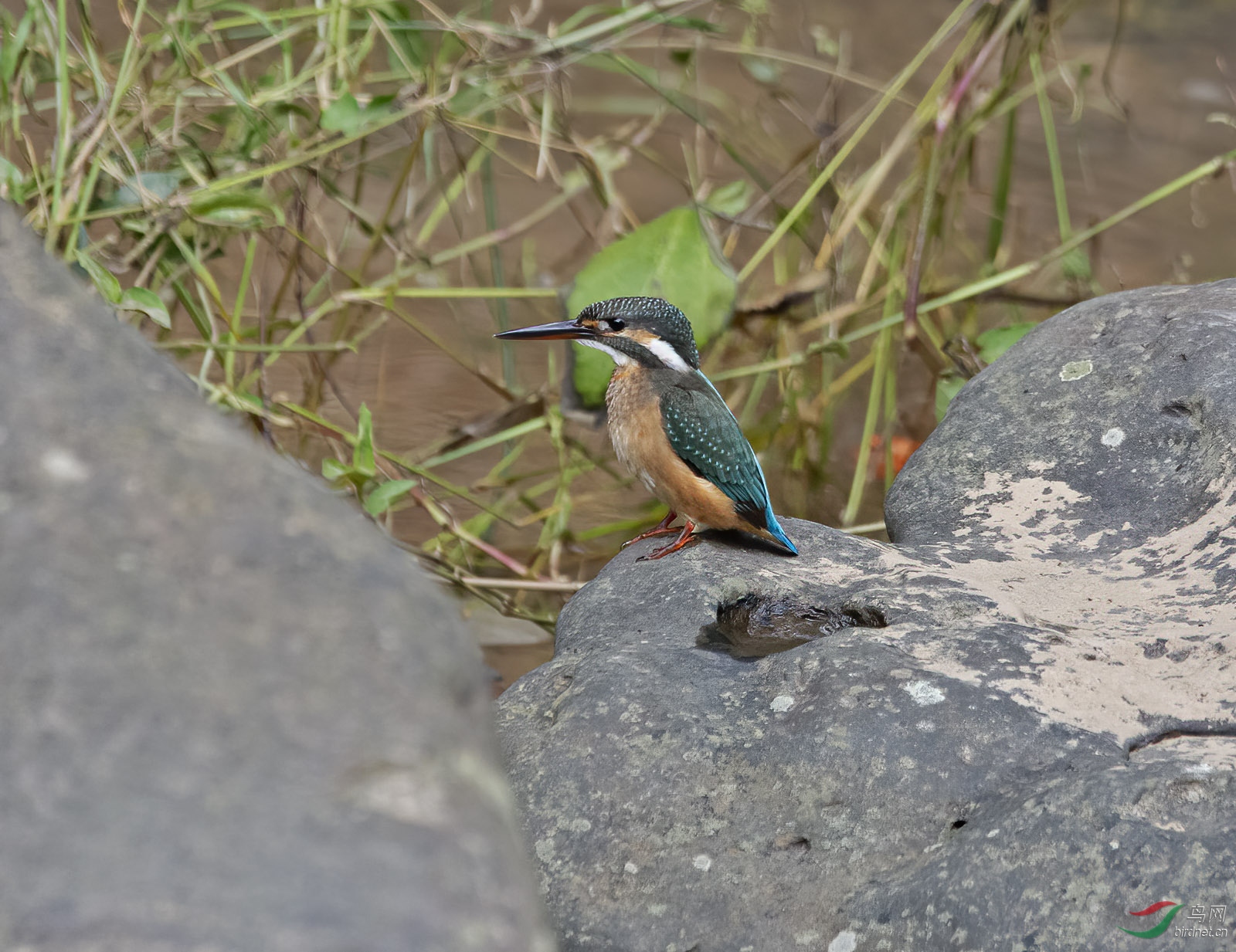 DSC_3972.jpg