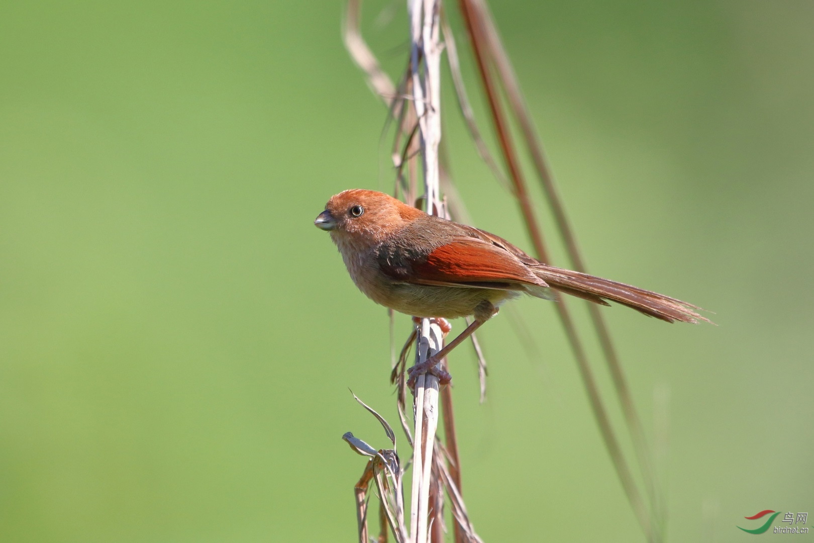 ������˼��