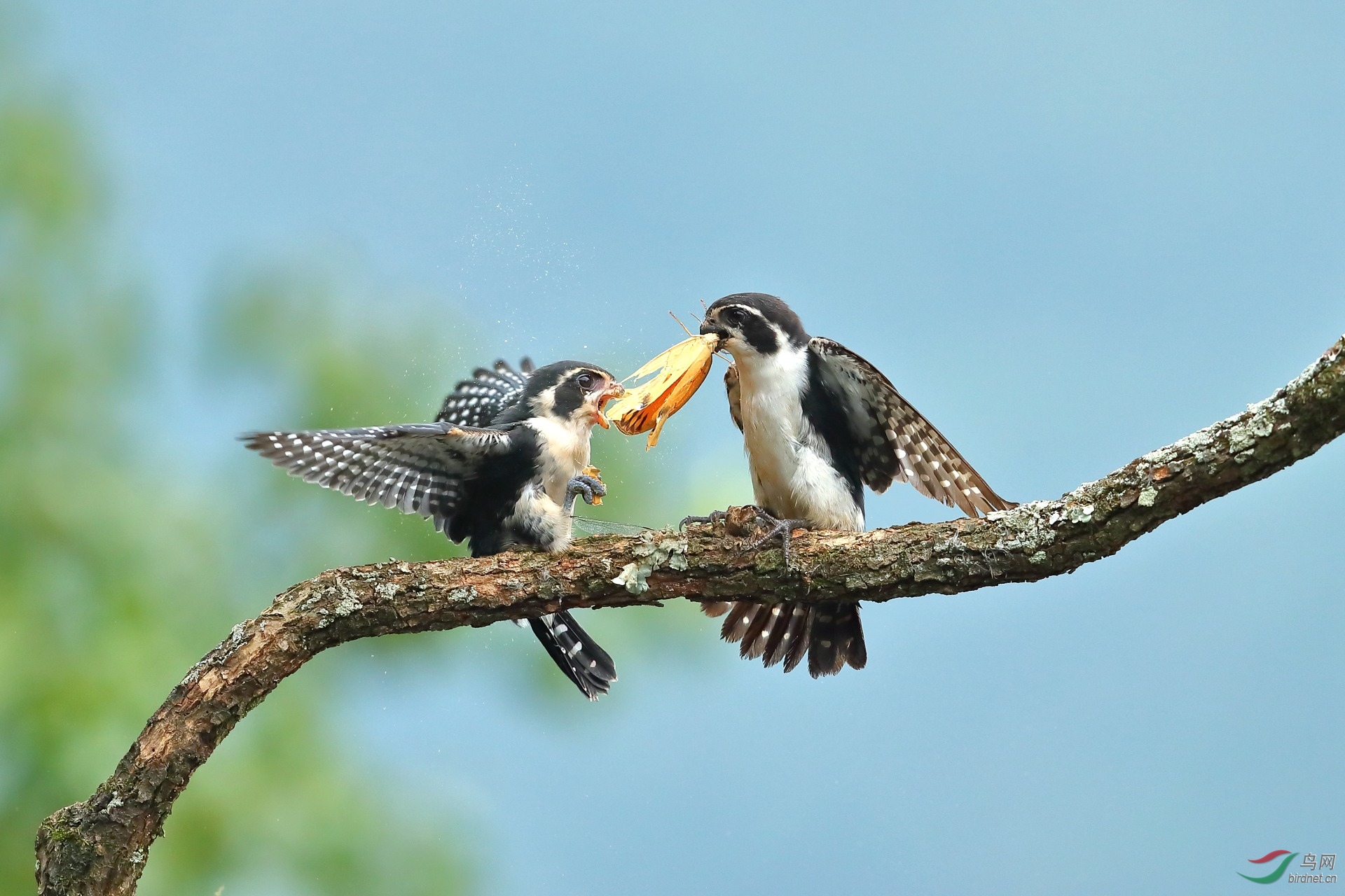(张榜)  本帖最后由 虫朋鸟友 于 2020-8-23 21:06 编辑   本帖最后由