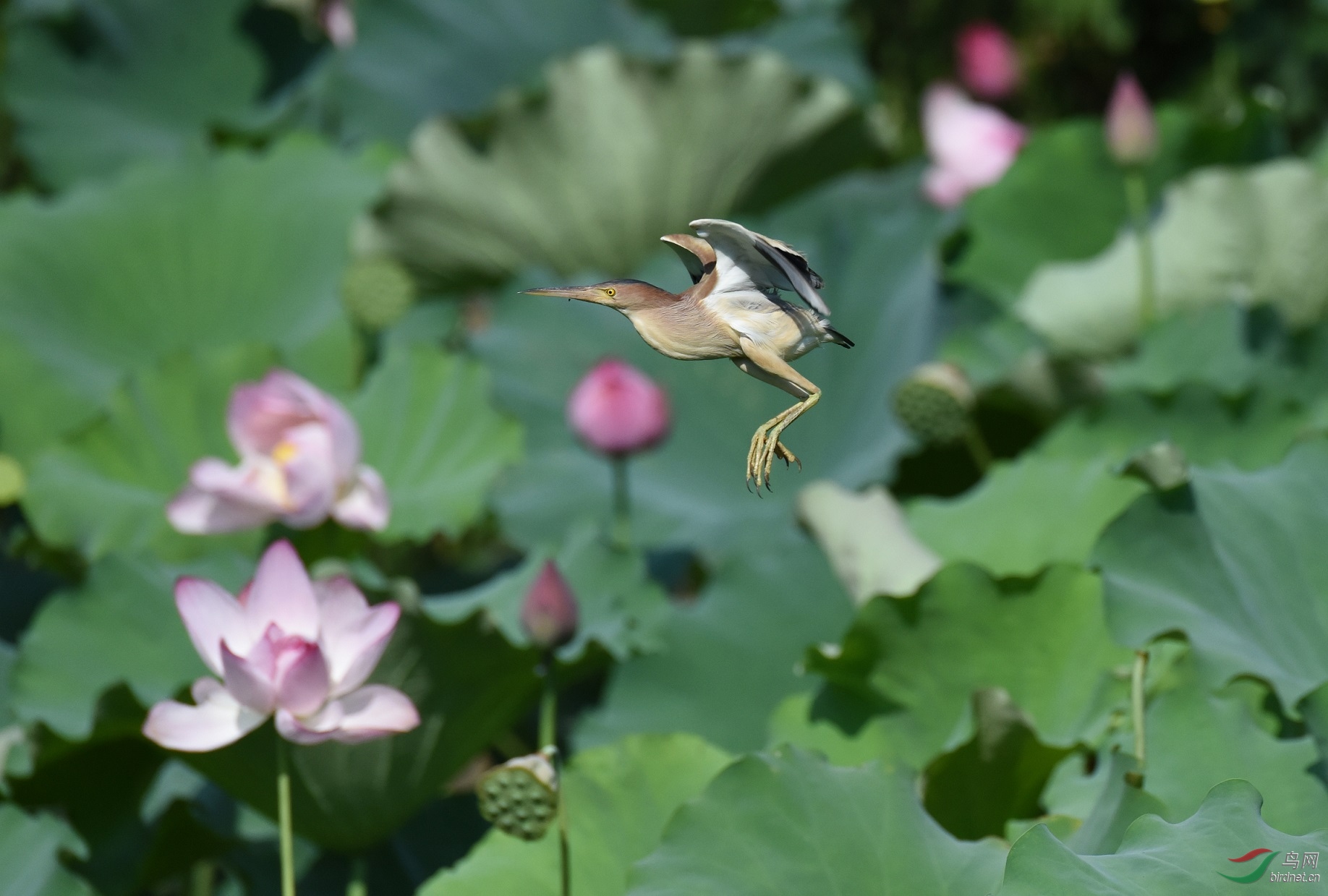 DSC_2452a.JPG