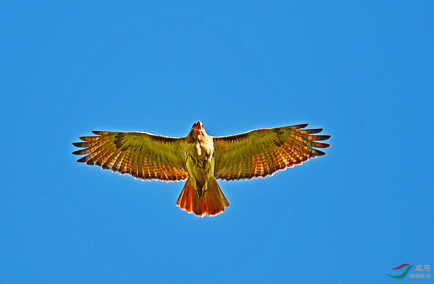 鹰啸长空红尾隼redtailhawk