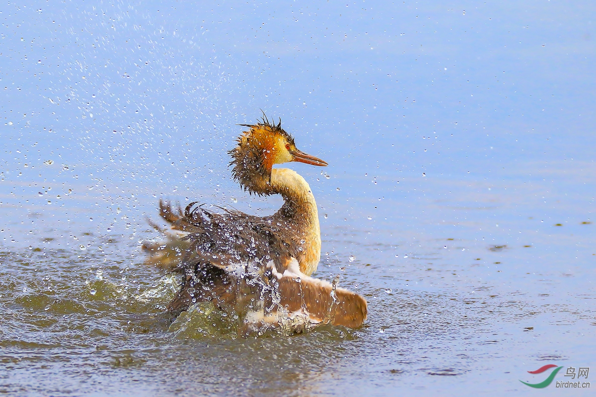 ��ͷ����