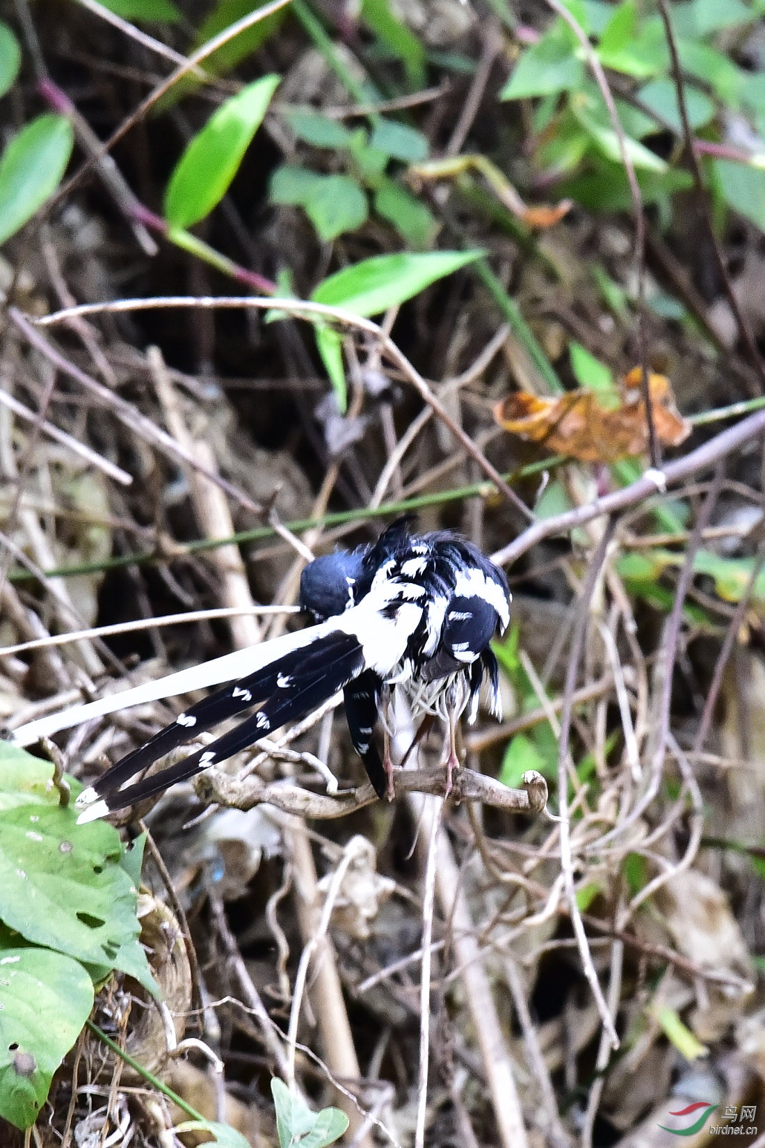 DSC_1170.JPG