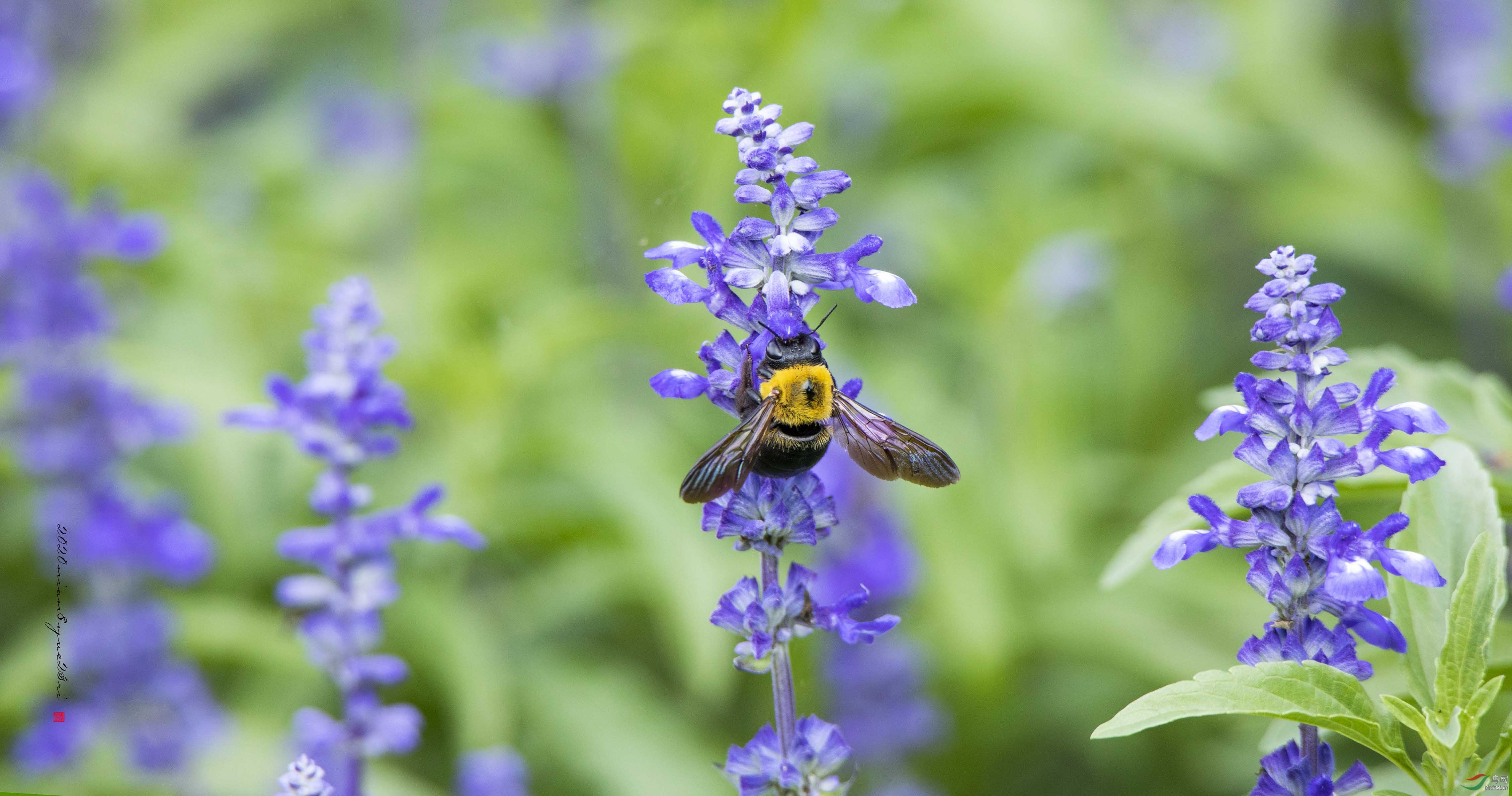 ���л��䡱