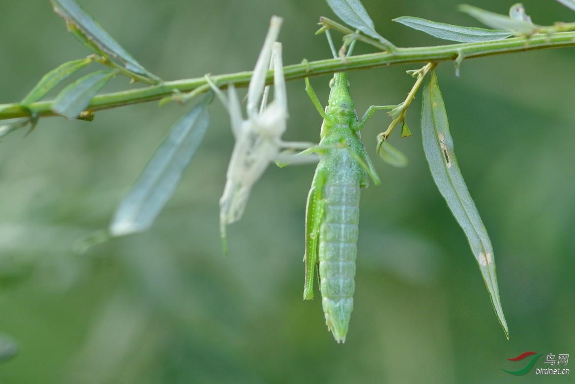 DSC_8463.JPG