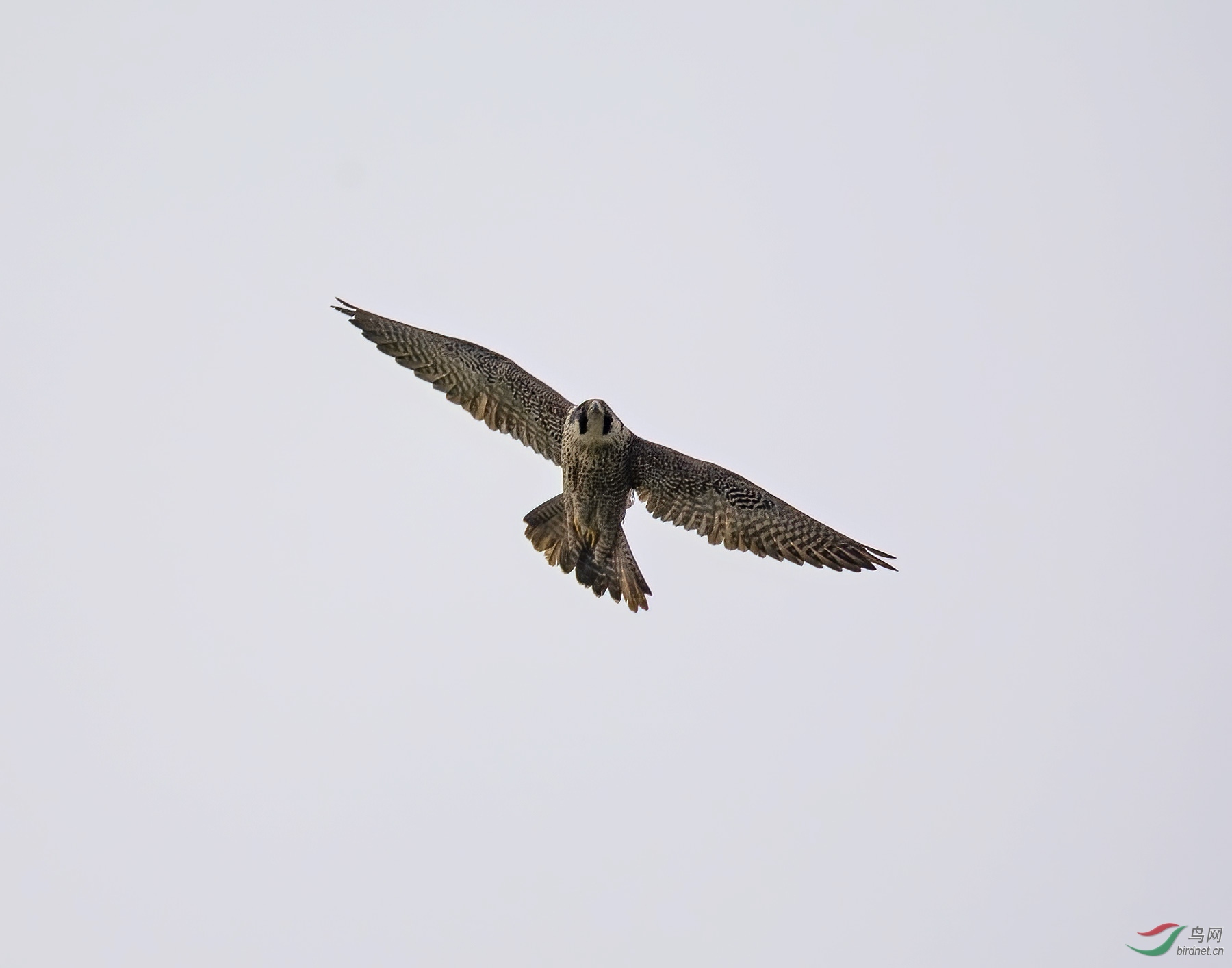 DSC_6200-2.jpg