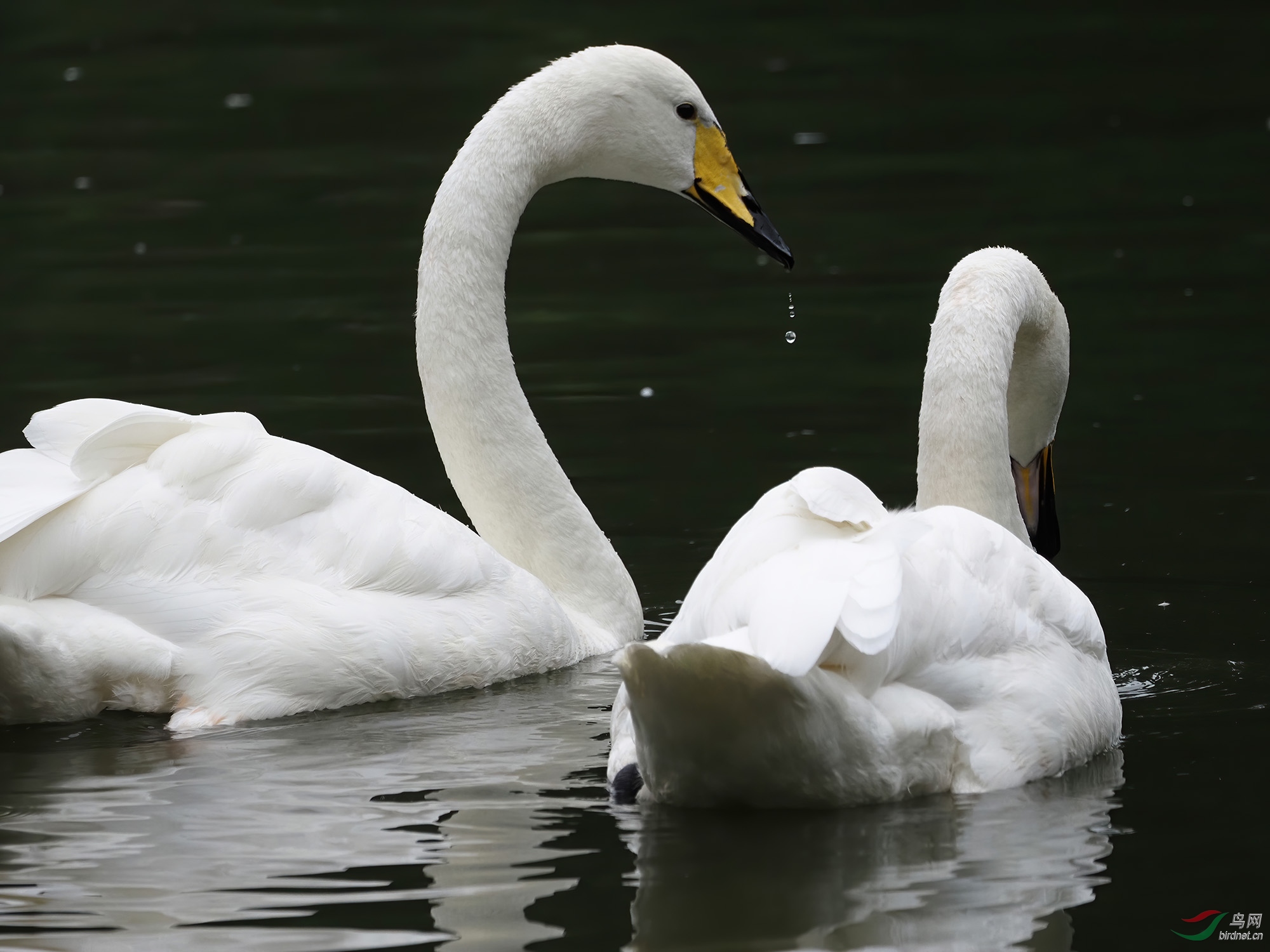 ���ְ�˹ 100-400