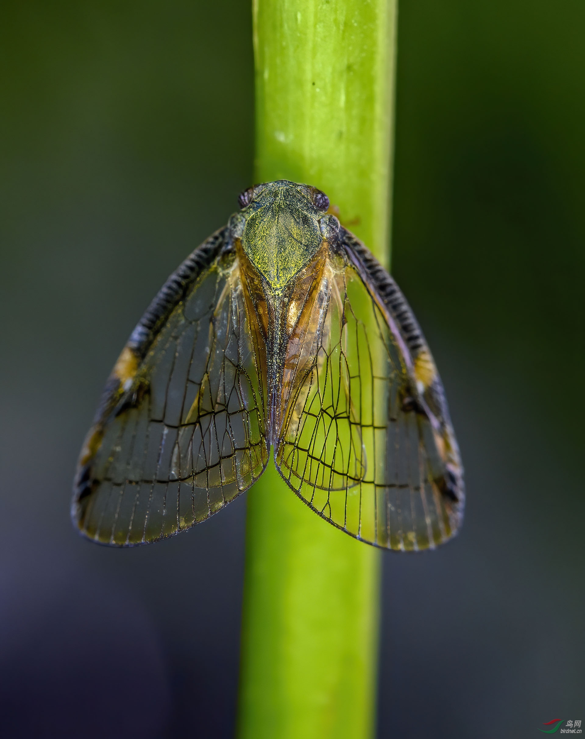 DSC_0687-denoise.jpg