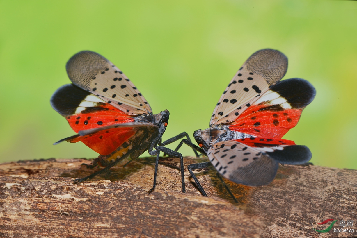 DSC_3441 ��������.jpg