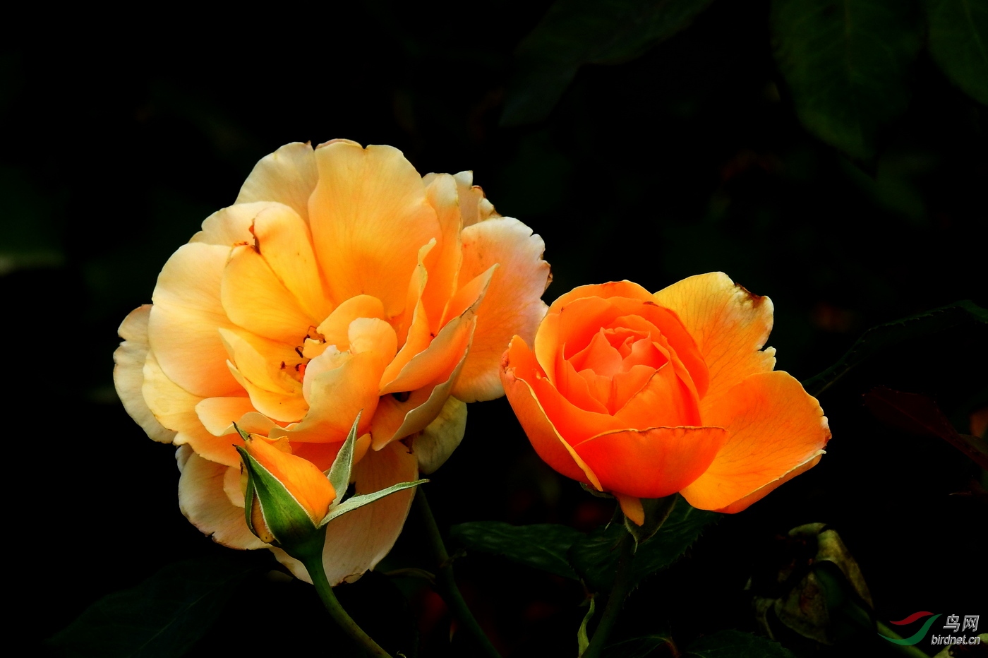 DSCN2912.JPG