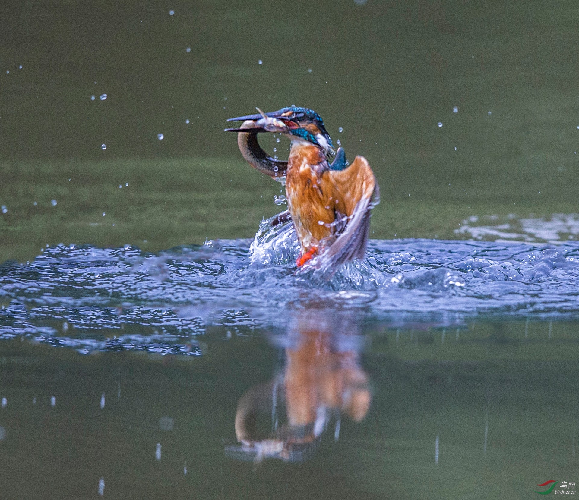 BW4Q3685 - ���� - ���� - ����.jpg