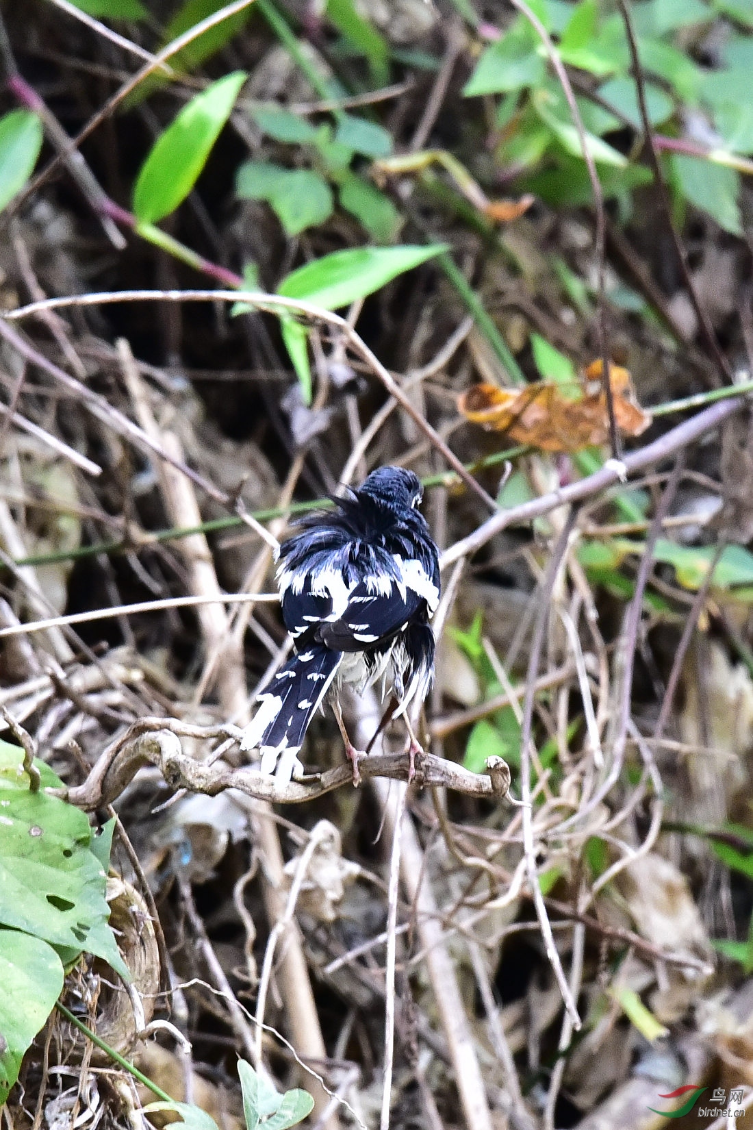 DSC_1177.JPG