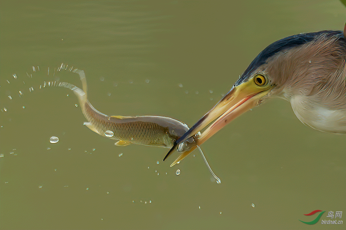 _DSC6012.gif