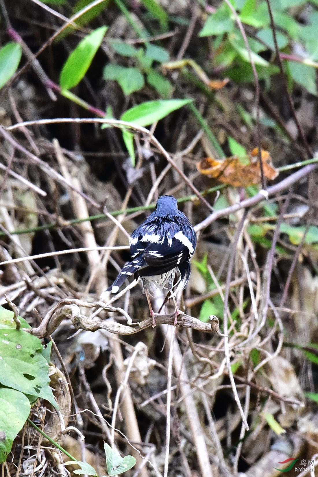 DSC_1181.JPG