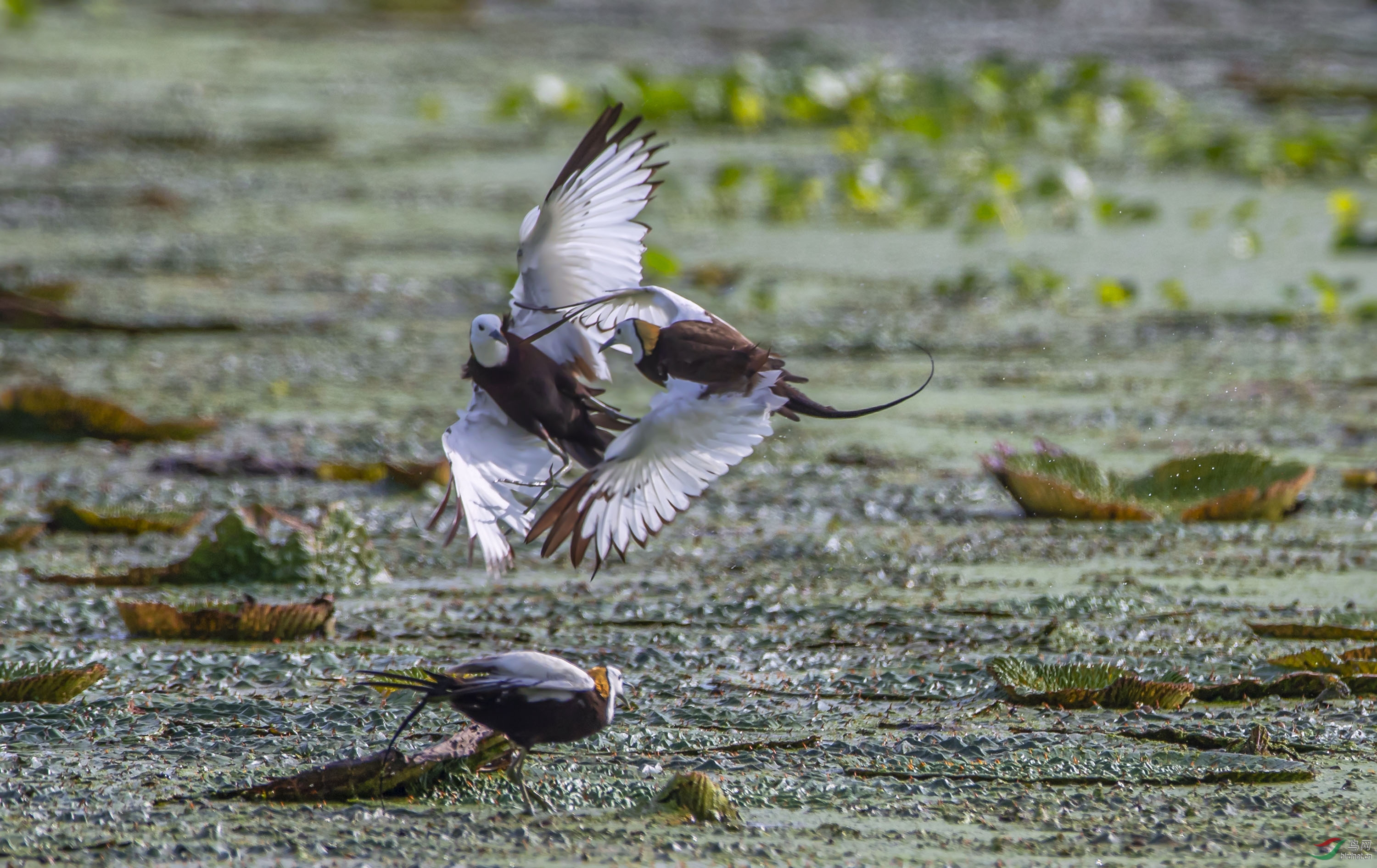 _S7I9495---1 .jpg
