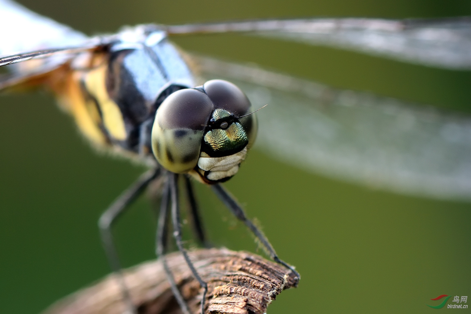 蜻蜓的大头照
