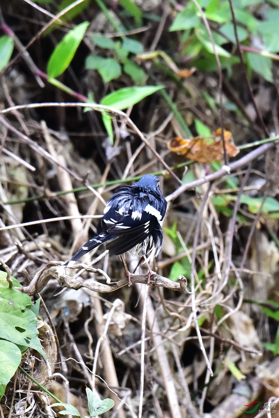 DSC_1183.JPG