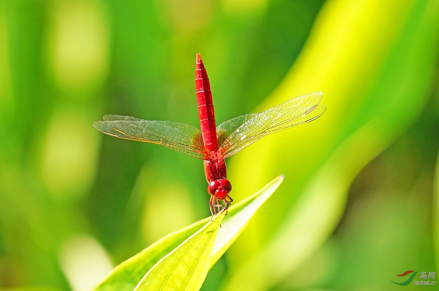 DSC00100----.jpg