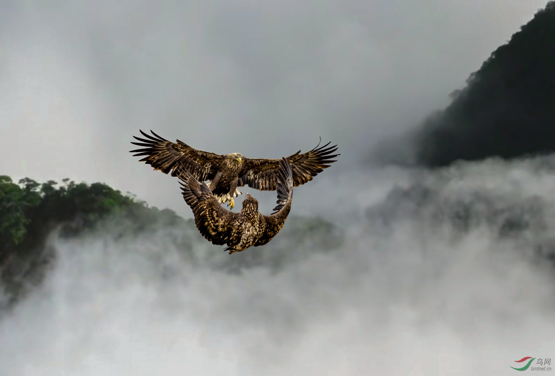 ˫ӥ������(һ) 1920x500k.jpg