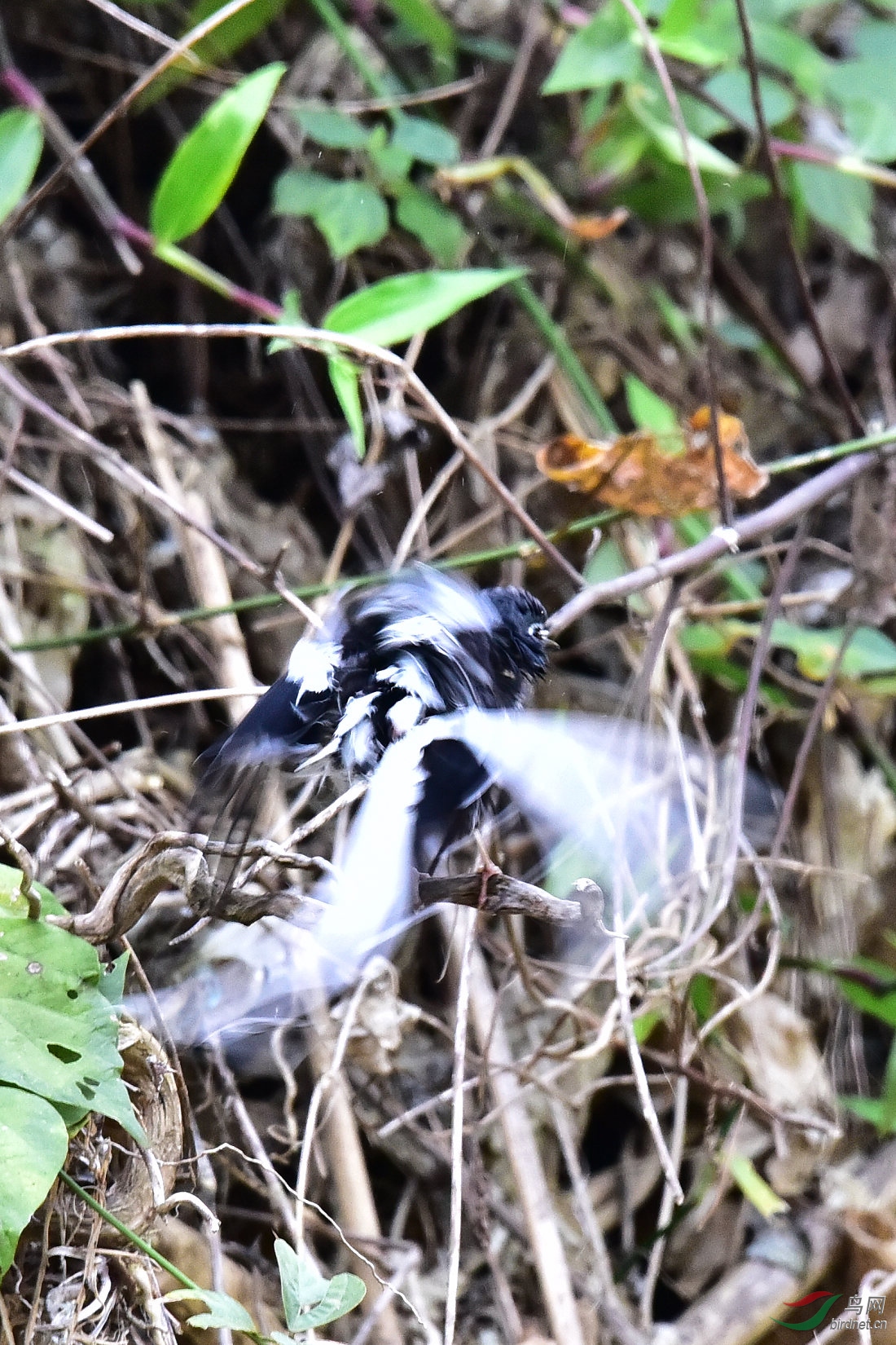 DSC_1186.JPG