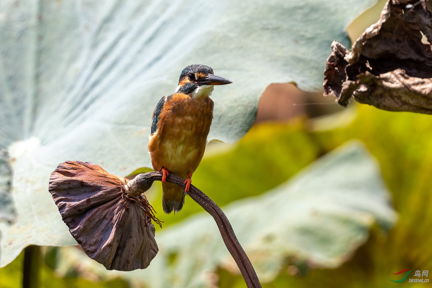 IMG_1456_DxO.jpg