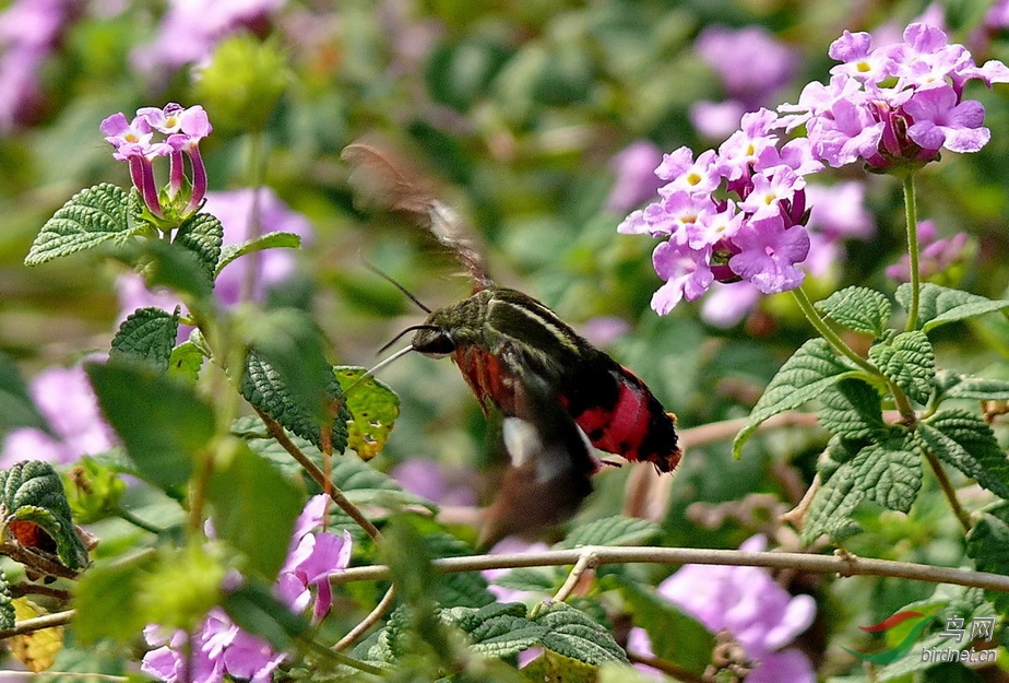 P2730154a.JPG