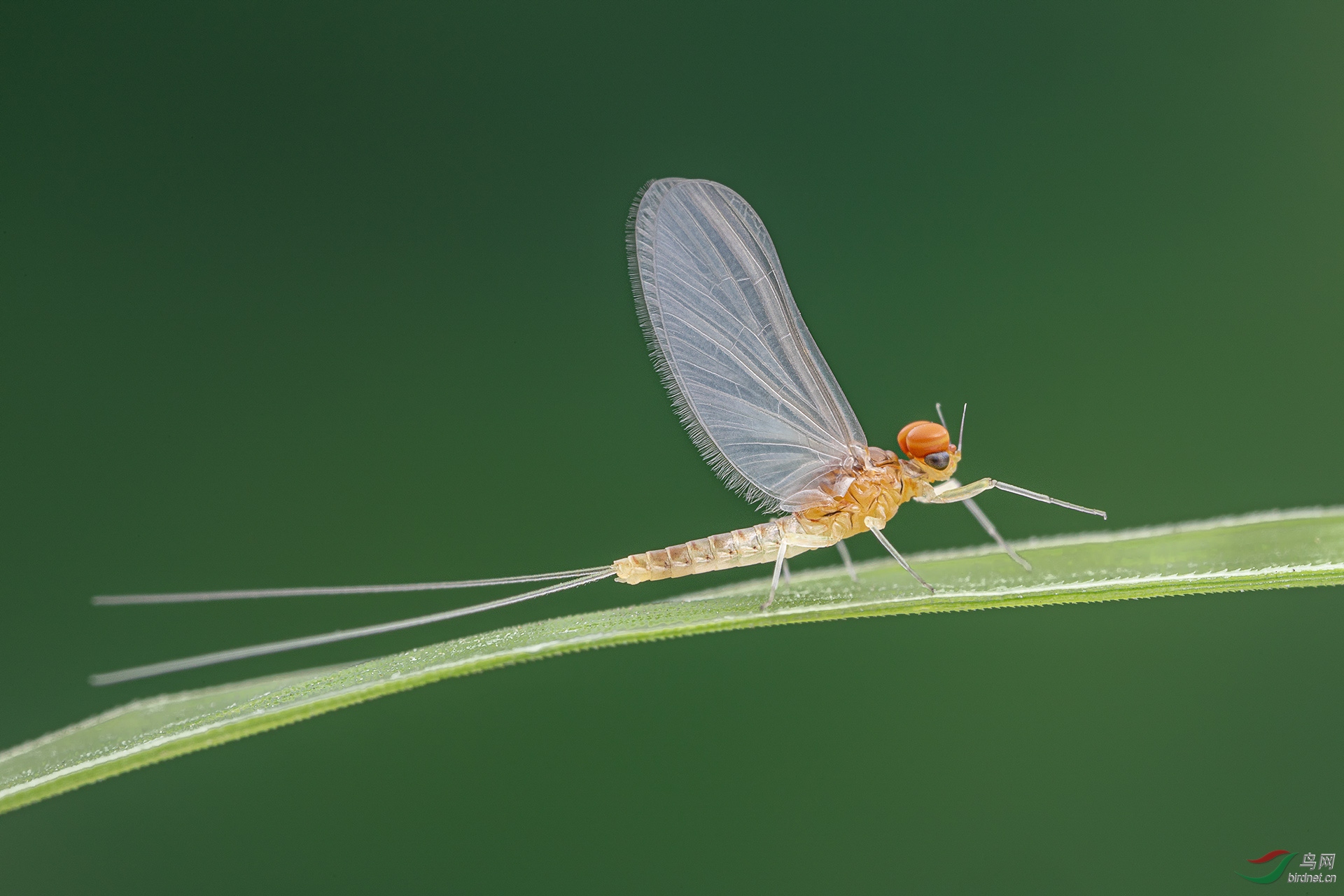 _G3A1104-1.jpg