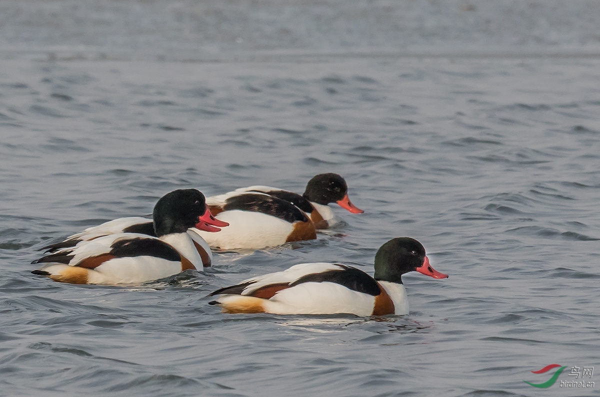 ��� 1791_����.jpg