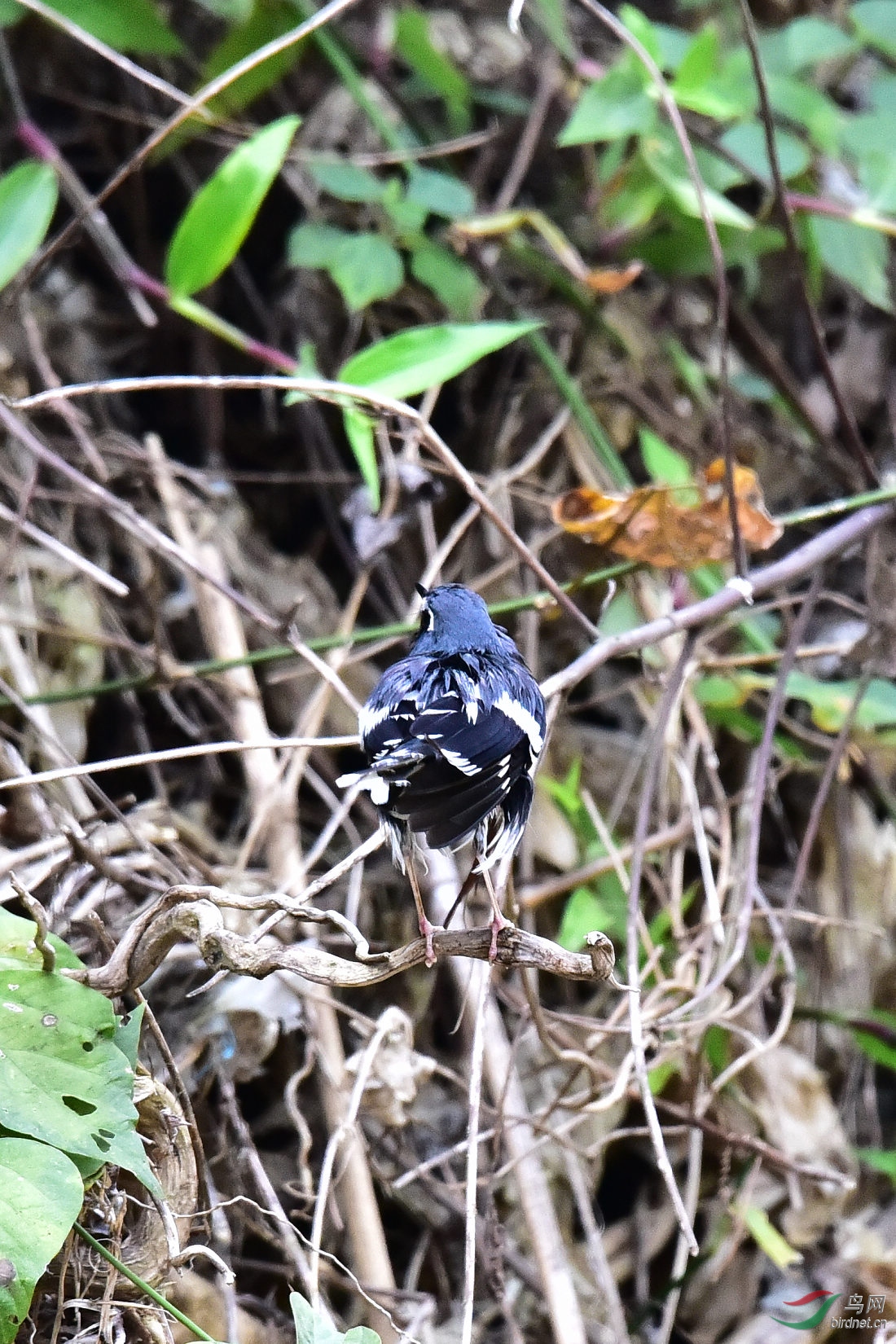 DSC_1191.JPG