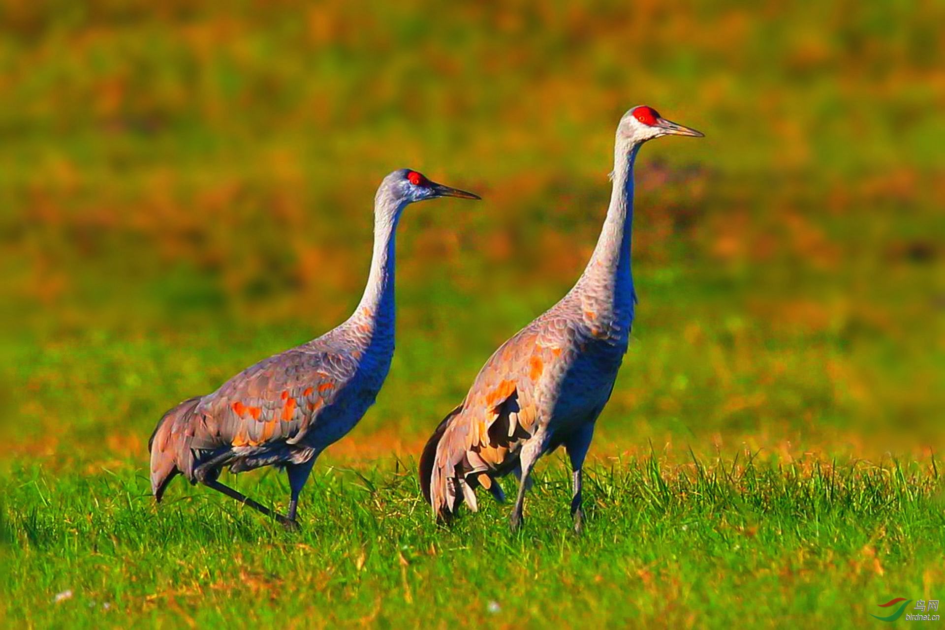 美丽的沙丘鹤荣获图文精华