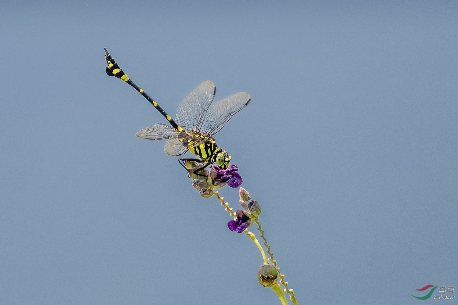 DSC_8212-2.jpg