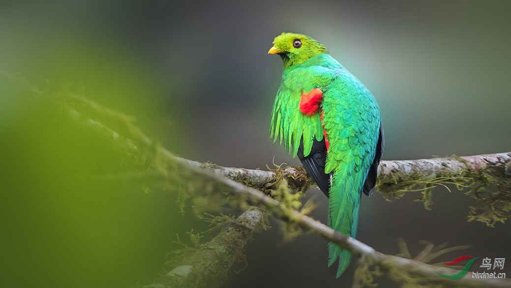 6-c73i8232金头绿咬鹃-1.jpg
