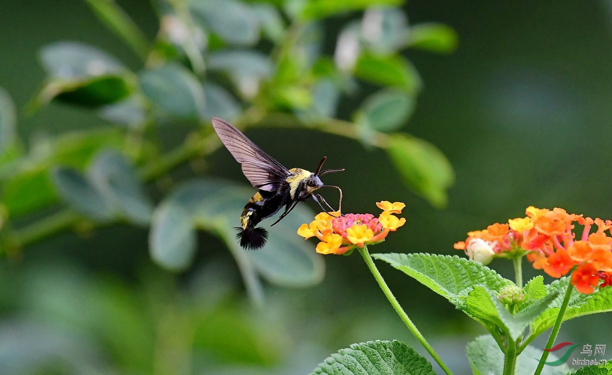 DSC_7829a.JPG